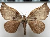 Apatelodes lepida  femelle   (Schaus, 1905) 