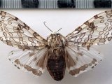  Hypercompe perplexa femelle  Schaus, 1911