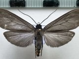  Pseudapistosia  sp 908 mâle