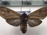  Pseudopharus cornelia   femelle Druce, 1906                               