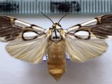   Watsonidia  sp 768 femelle