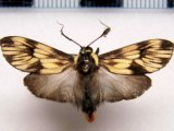   Ardonea peculiaris   mâle Druce, 1906                             
