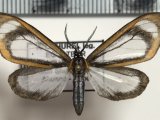  Hyalurga leucophlebia  mâle  Hering, 1925                               