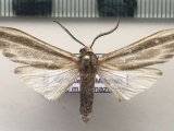    Aemilia mincosa  mâle (Druce, 1906)