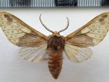  Amaxia affinis mâle Rothschild, 1909 
