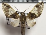  Amaxia reticulata   mâle Rothschild, 1909 