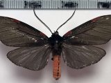 Anaxita sophia mâle  Dognin, 1901