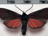  Anaxita suprema mâle  (Walker, [1865]) 