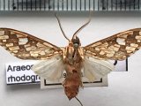   Araeomolis rhodographa  mâle  Hampson, 1901