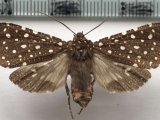  Bernathonomus piperita femelle  (Herrich-Schäffer, [1855])