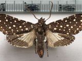  Bernathonomus piperita mâle (Herrich-Schäffer, [1855])