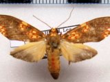 Coiffaitarctia steniptera   male Hampson, 1905