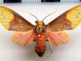 Demolis flavithorax   femelle  Rothschild, 1909                               
