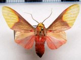 Demolis flavithorax   male  Rothschild, 1909                               