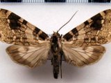  Elysius melanoplaga  mâle    Hampson, 1901                           