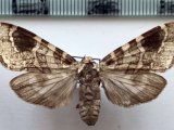   Elysius melanoplaga  femelle    Hampson, 1901                           