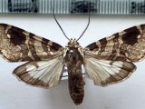   Elysius melanoplaga  mâle    Hampson, 1901                                             