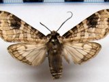  Elysius melanoplaga  mâle    Hampson, 1901                                        