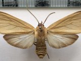  Elysius ochrota mâle  Hampson, 1901