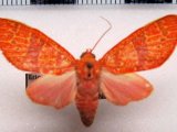  Eriostepta sanguinea  femelle  Hampson, 1905                              