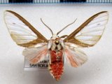    Eupseudosoma larissa   mâle Druce, 1890                                      
