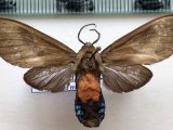   Himerarctia griseipennis femelle   (Rothschild, 1909)
