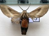  Himerarctia griseipennis mâle  (Rothschild, 1909) 