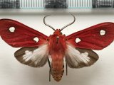   Hypethaema pulchra mâle    Rothschild, 1935