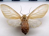 Idalus albescens   femelle  Rothschild, 1909                               