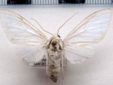 Idalus albescens   male Rothschild, 1909                               