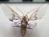   Idalus fasciipuncta mâle  Rothschild, 1909                         