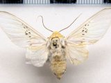 Idalus fasciipuncta mâle  Rothschild, 1909                         