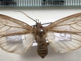  Ischnocampa brunneitincta mâle    Rothschild, 1909