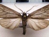  Ischnocampa lugubris  male Schaus, 1892                              