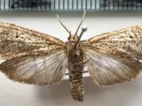  Ischnocampa perirrotata  mâle   Hampson, 1901