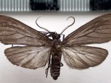   Ischnocampa tristis mâle  (Schaus, 1889)