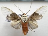   Ischnognatha semiopalina  mâle   Felder, 1874   