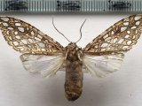    Lophocampa andensis femelle      Schaus, 1896