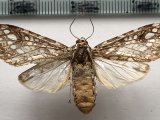    Lophocampa andensis femelle       Schaus, 1896