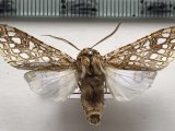   Lophocampa andensis mâle      Schaus, 1896