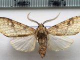   Lophocampa distincta mâle (Rothschild, 1909)