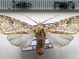   Lophocampa pectina femelle    (Schaus, 1896)