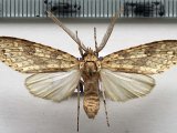   Lophocampa pectina mâle   (Schaus, 1896)