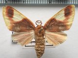   neonerita perversa mâle Hampson, 1920
