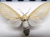 Nyearctia leucoptera   femelle  Hampson, 1920                               
