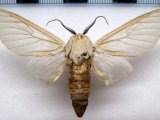   Nyearctia leucoptera   male Hampson, 1920                             