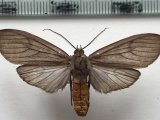   Opharus albiceps femelle  Dognin, 1901