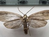   Opharus basalis mâle  Walker, 1856