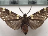  Opharus flavimaculata mâle Hampson, 1901