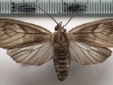   Opharus morosus femelle   Schaus, 1892